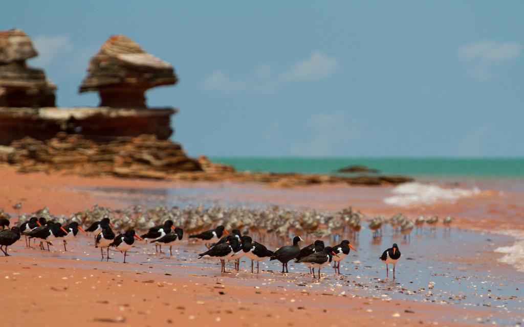 Broome Bird Observatory מראה חיצוני תמונה