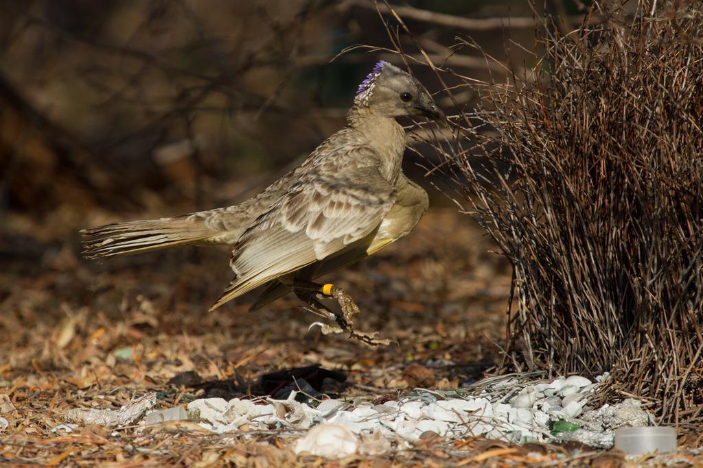 Broome Bird Observatory מראה חיצוני תמונה